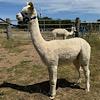 TOFT Jargel Elite Brown huacaya female for sale at TOFT Alpaca Stud